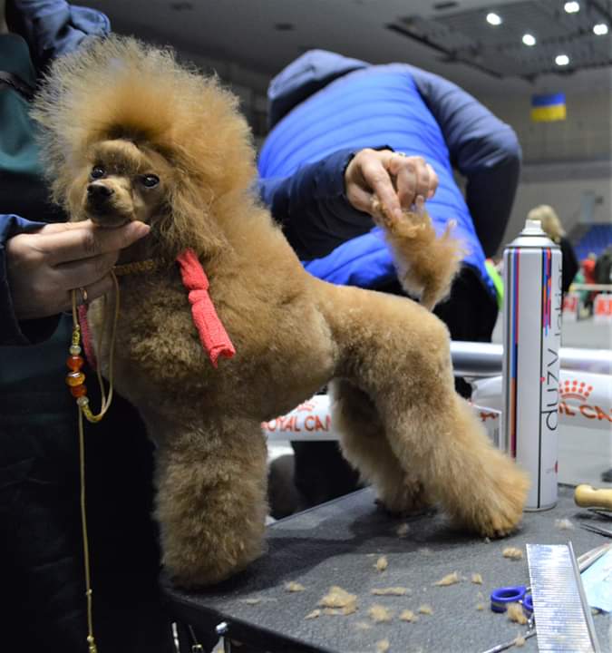 Qualification on CRUFTS 2020